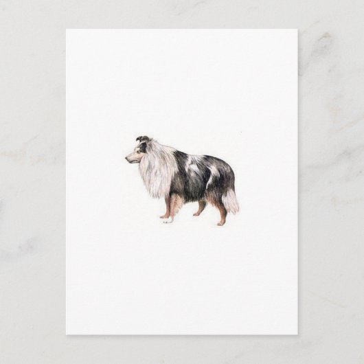 Shetland Sheepdog Briefkaart (Voorkant)