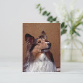 Shetland Sheepdog Briefkaart (Staand voorkant)