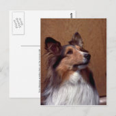 Shetland Sheepdog Briefkaart (Voorkant / Achterkant)