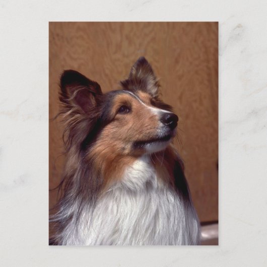 Shetland Sheepdog Briefkaart (Voorkant)