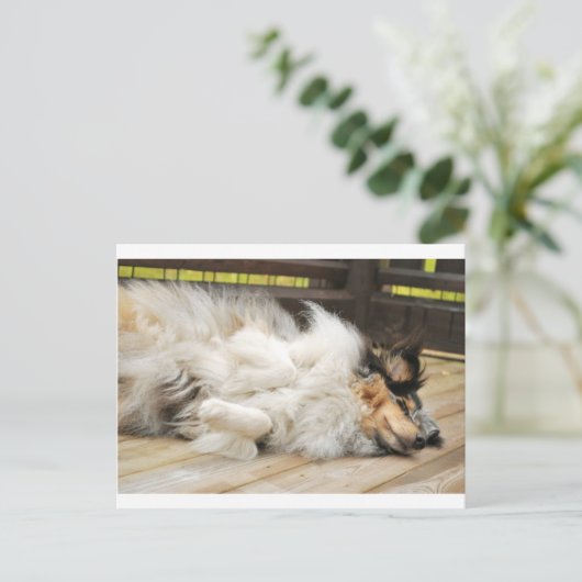 Shetland Sheepdog Briefkaart (Staand voorkant)