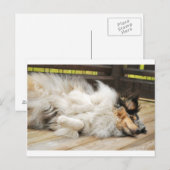 Shetland Sheepdog Briefkaart (Voorkant / Achterkant)