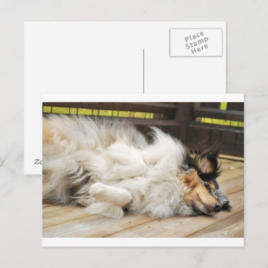 Shetland Sheepdog Briefkaart (Voorkant / Achterkant)