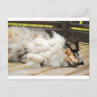 Shetland Sheepdog Briefkaart