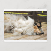 Shetland Sheepdog Briefkaart (Voorkant)
