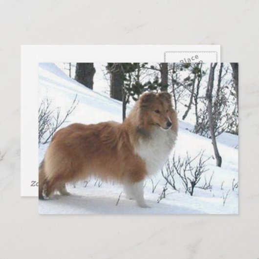 shetland sheepdog briefkaart (Voorkant / Achterkant)