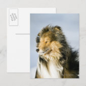 Shetland Sheepdog Briefkaart (Voorkant / Achterkant)
