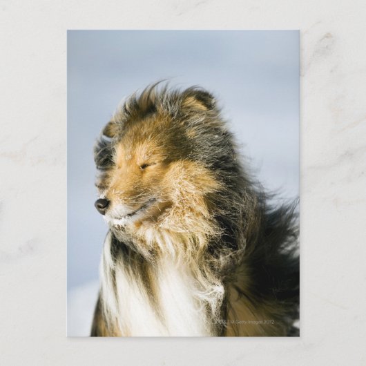 Shetland Sheepdog Briefkaart (Voorkant)