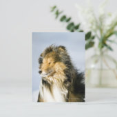 Shetland Sheepdog Briefkaart (Staand voorkant)