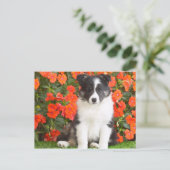 Shetland Sheepdog Briefkaart (Staand voorkant)