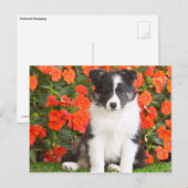 Shetland Sheepdog Briefkaart (Voorkant / Achterkant)