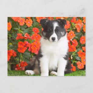 Shetland Sheepdog Briefkaart