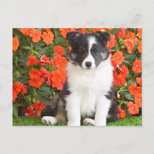 Shetland Sheepdog Briefkaart (Voorkant)