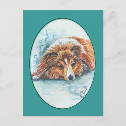 Shetland Sheepdog Briefkaarten (Voorkant)