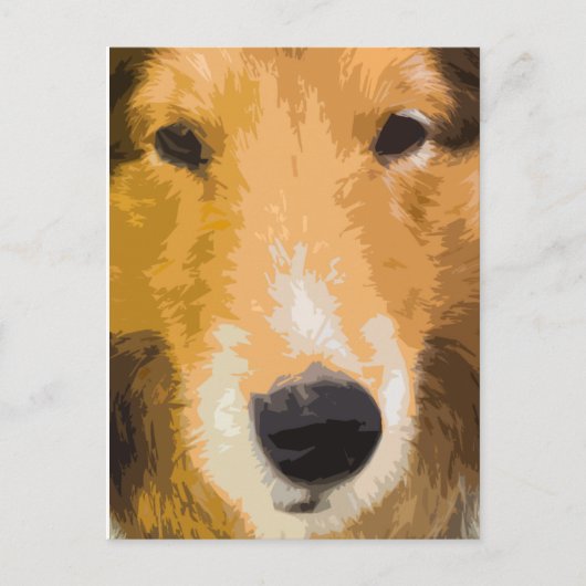 Shetland Sheepdog Close-up Briefkaart (Voorkant)