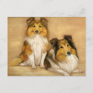 Shetland Sheepdog Dog Art Briefkaart