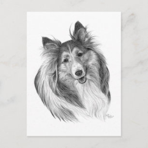 Shetland Sheepdog Drawing by Glenda S. Harlan Briefkaart