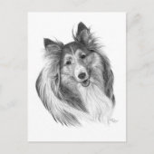 Shetland Sheepdog Drawing by Glenda S. Harlan Briefkaart (Voorkant)