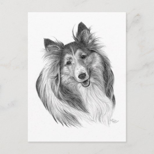 Shetland Sheepdog Drawing by Glenda S. Harlan Briefkaart (Voorkant)