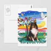 Shetland Sheepdog (driekleurig) Briefkaart (Voorkant / Achterkant)