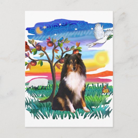 Shetland Sheepdog (driekleurig) Briefkaart (Voorkant)