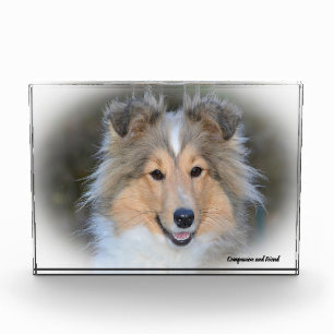 Shetland Sheepdog. Fotoblokken