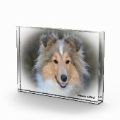 Shetland Sheepdog. Fotoblokken (Rechts)
