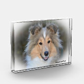 Shetland Sheepdog. Fotoblokken (Links)