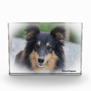Shetland Sheepdog. Fotoblokken