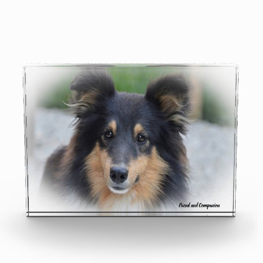 Shetland Sheepdog. Fotoblokken (Voorkant)