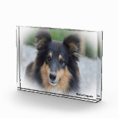 Shetland Sheepdog. Fotoblokken (Rechts)