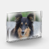 Shetland Sheepdog. Fotoblokken (Links)