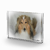 Shetland Sheepdog. Fotoblokken (Rechts)