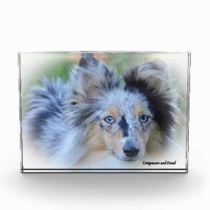 Shetland Sheepdog. Fotoblokken