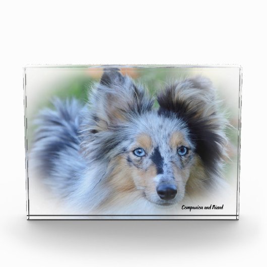 Shetland Sheepdog. Fotoblokken (Voorkant)