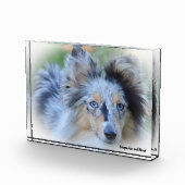 Shetland Sheepdog. Fotoblokken (Rechts)