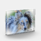 Shetland Sheepdog. Fotoblokken (Links)
