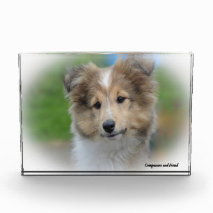 Shetland Sheepdog. Fotoblokken