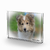 Shetland Sheepdog. Fotoblokken (Rechts)