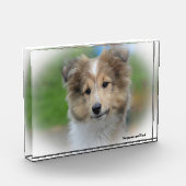 Shetland Sheepdog. Fotoblokken (Links)