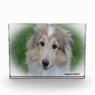 Shetland Sheepdog. Fotoblokken