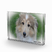 Shetland Sheepdog. Fotoblokken (Rechts)
