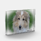 Shetland Sheepdog. Fotoblokken (Links)