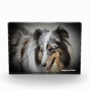 Shetland Sheepdog. Fotoblokken
