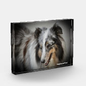 Shetland Sheepdog. Fotoblokken (Links)
