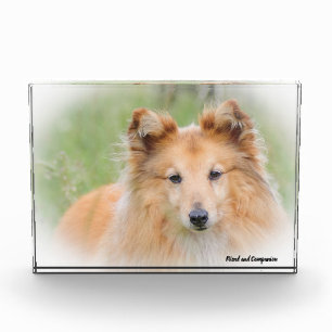 Shetland Sheepdog. Fotoblokken