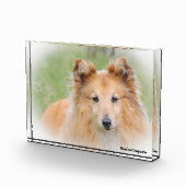 Shetland Sheepdog. Fotoblokken (Rechts)