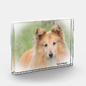 Shetland Sheepdog. Fotoblokken (Links)