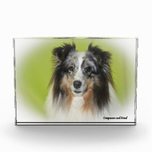 Shetland Sheepdog. Fotoblokken