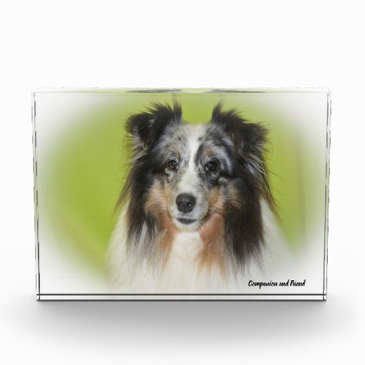 Shetland Sheepdog. Fotoblokken (Voorkant)
